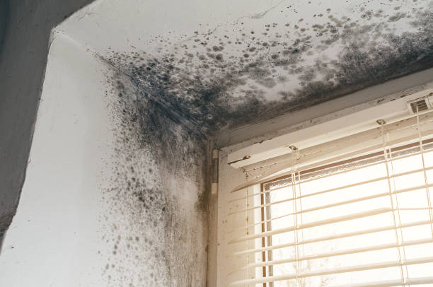 Affordable Hvac And Air Duct Mold Remediation solutions in Harrisburg, OR